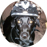 diesel black lab wearing bike helmet